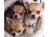PoulaTo: Chihuahua toy καθαρόαιμα